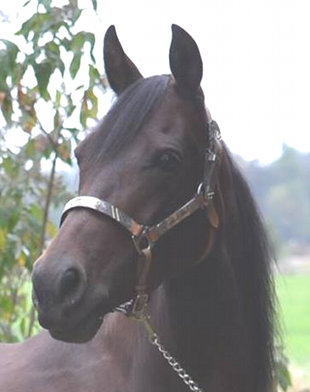 Maggie the Horse